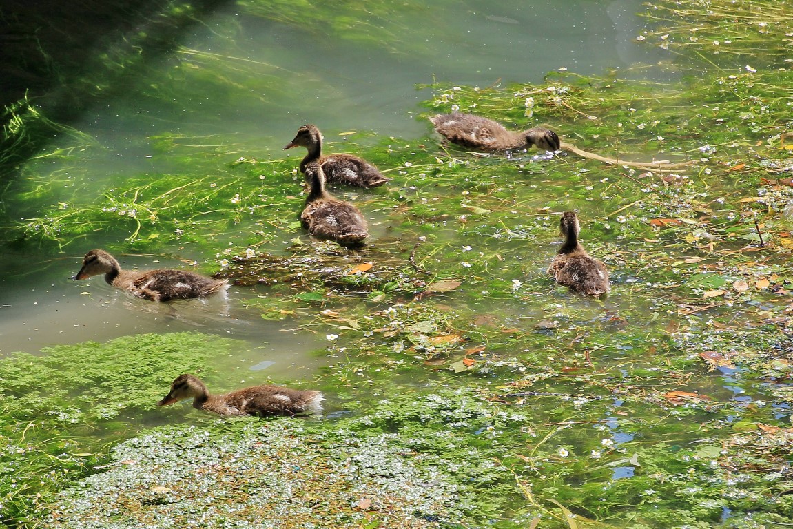 Foto: Centro histórico - Treviso (Veneto), Italia