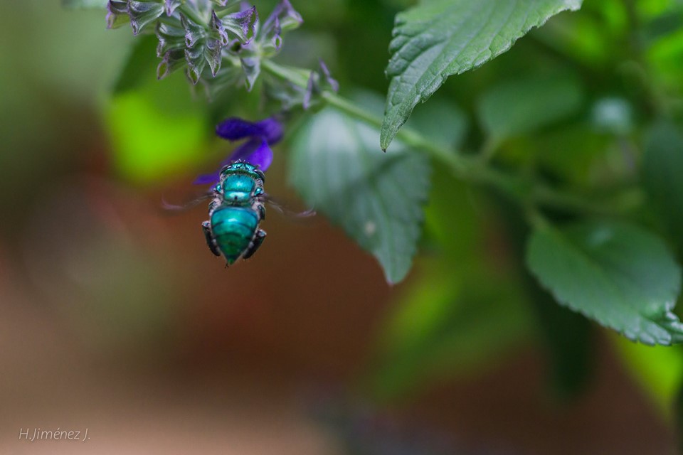 Foto de Alajuela, Costa Rica