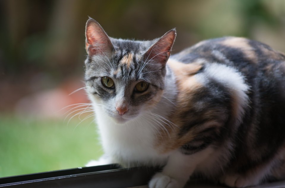 Foto de Alajuela, Costa Rica