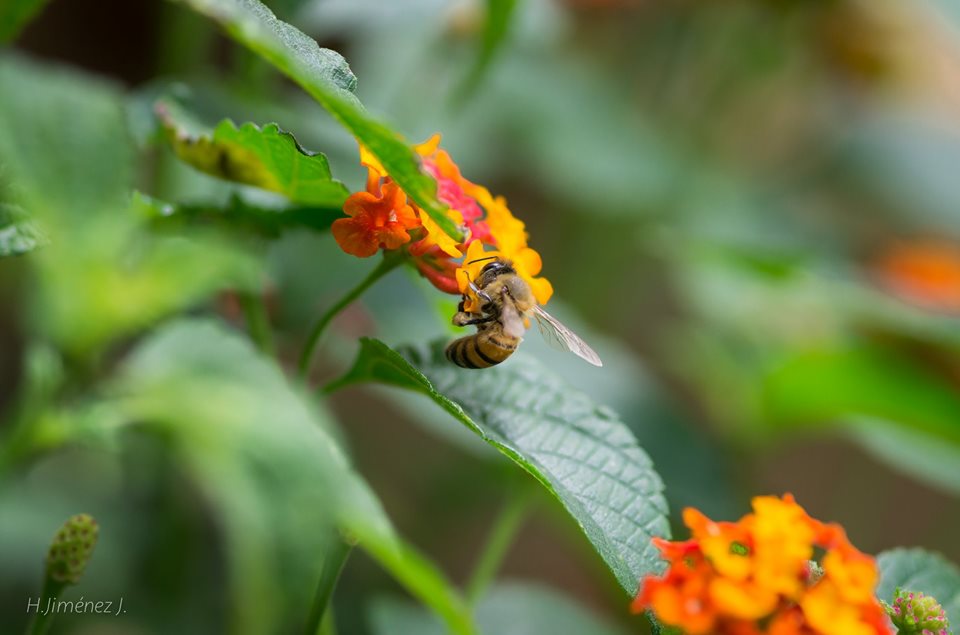 Foto de Alajuela, Costa Rica