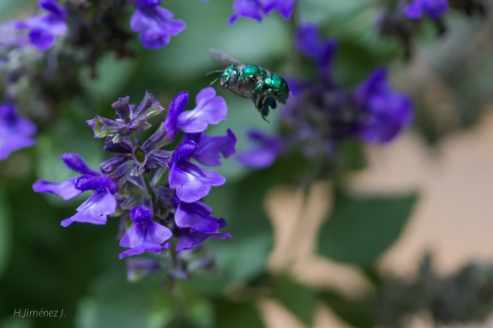 Foto de Alajuela, Costa Rica