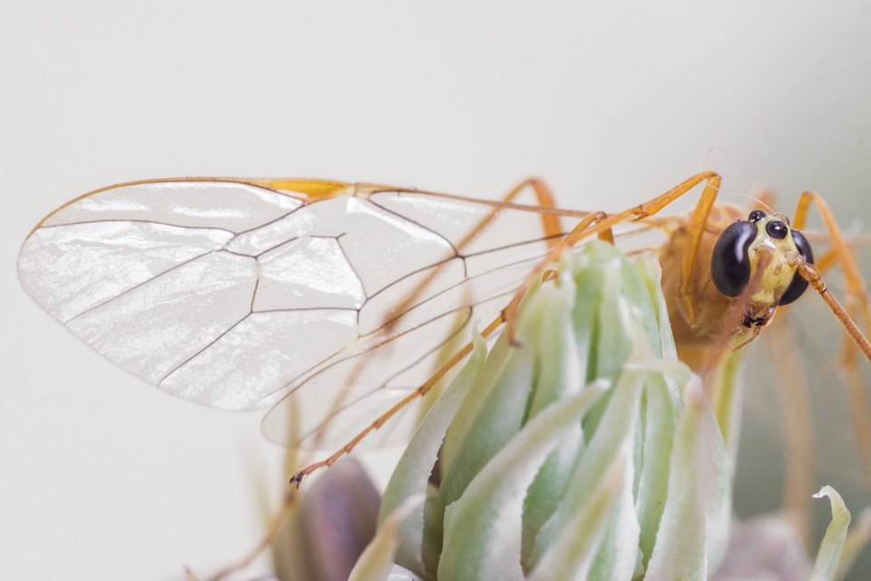 Foto de Alajuela, Costa Rica