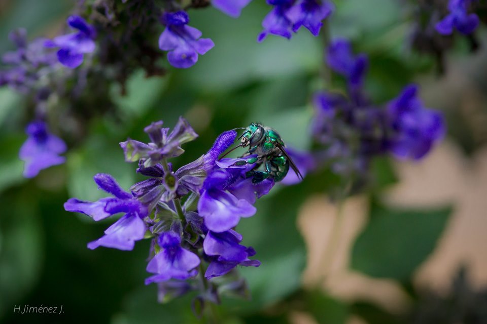 Foto de Alajuela, Costa Rica