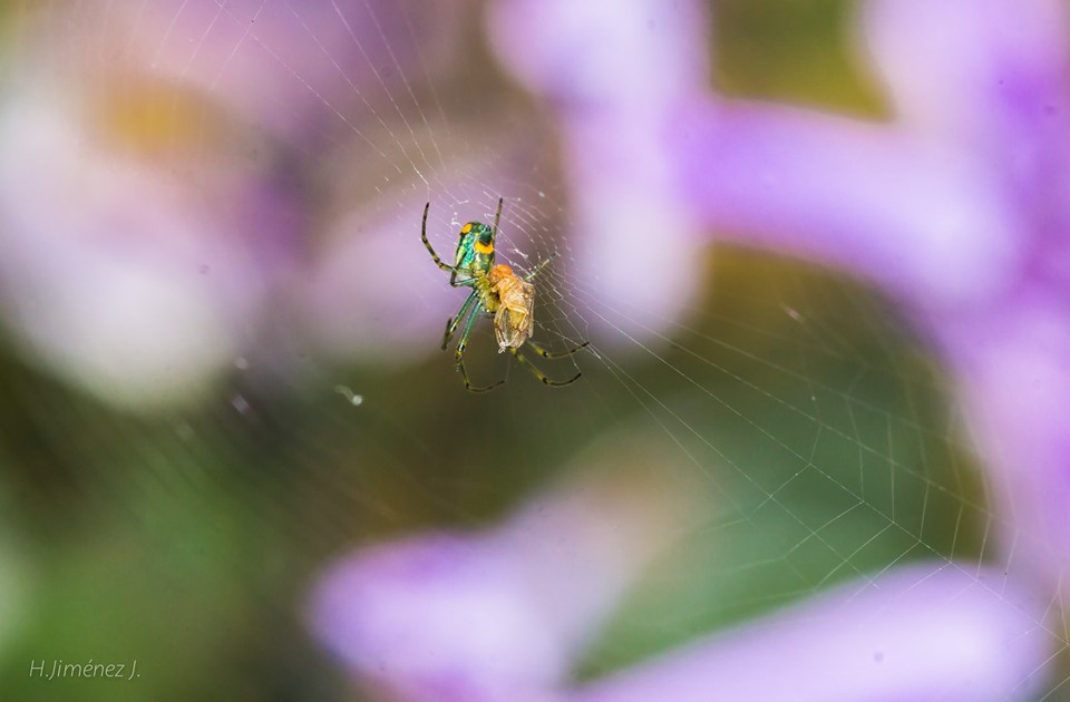 Foto de Alajuela, Costa Rica