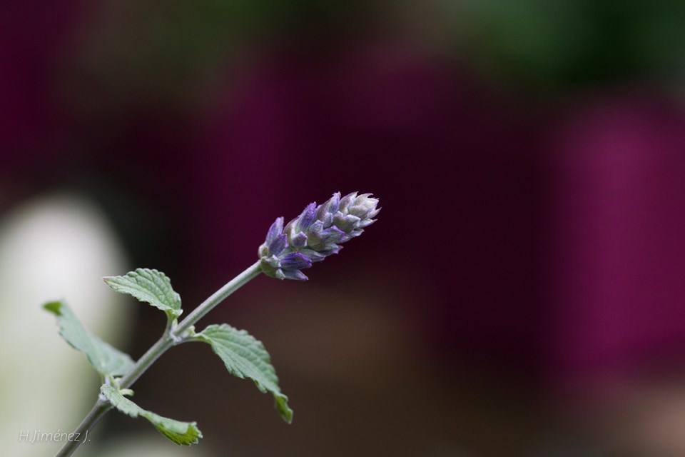 Foto de Alajuela, Costa Rica