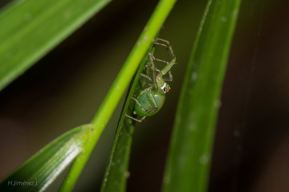 Foto de Alajuela, Costa Rica