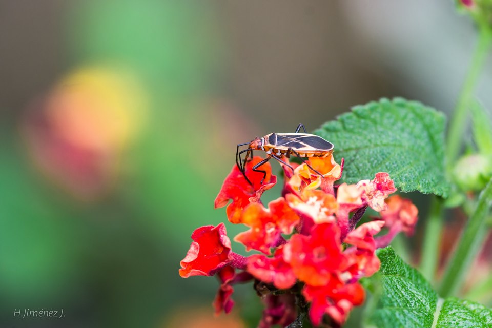 Foto de Alajuela, Costa Rica