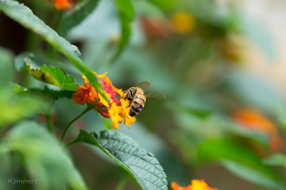 Foto de Alajuela, Costa Rica