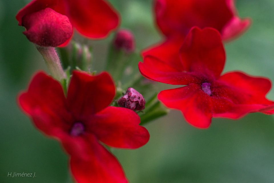 Foto de Alajuela, Costa Rica