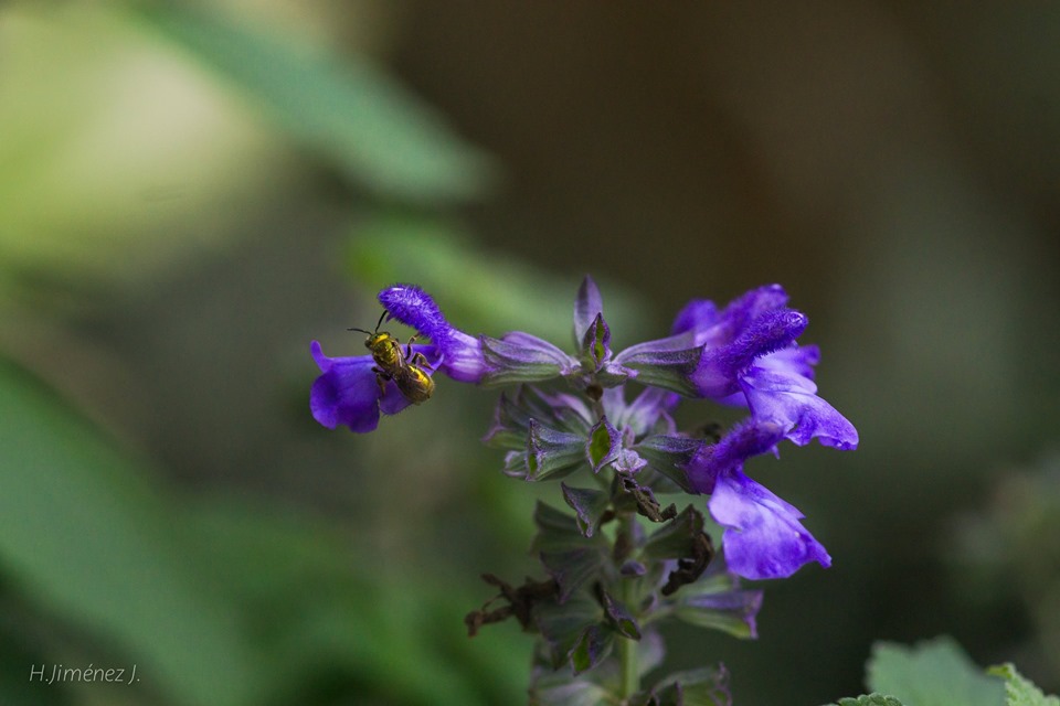 Foto de Alajuela, Costa Rica