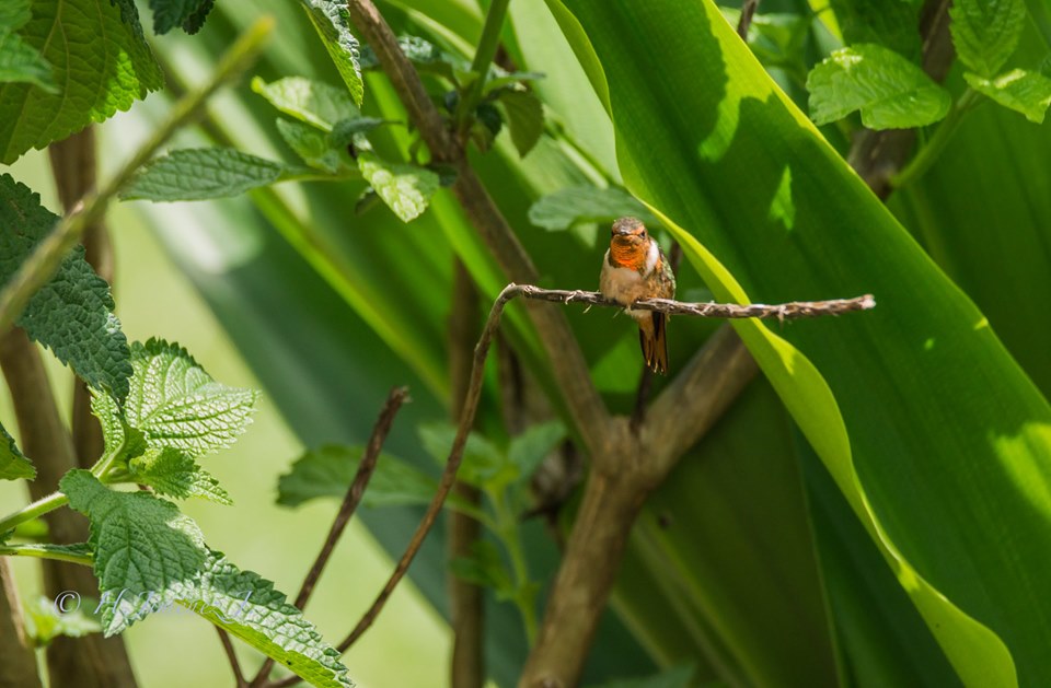 Foto de Alajuela, Costa Rica