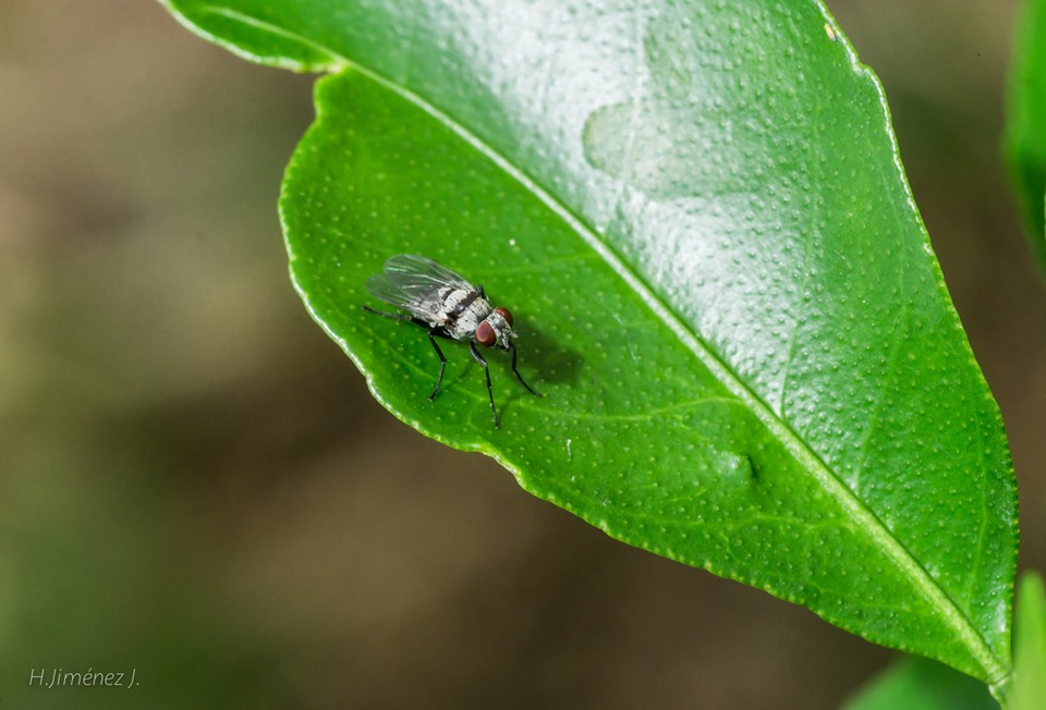 Foto de Alajuela, Costa Rica