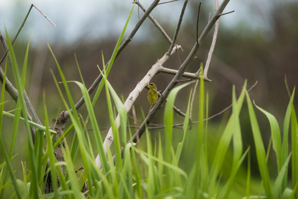Foto de Alajuela, Costa Rica