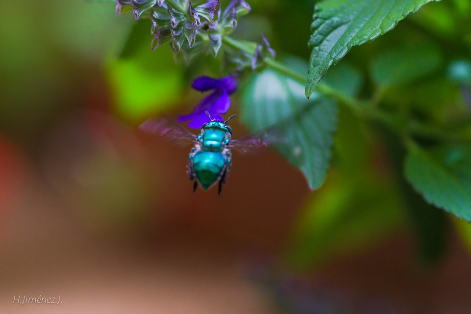 Foto de Alajuela, Costa Rica