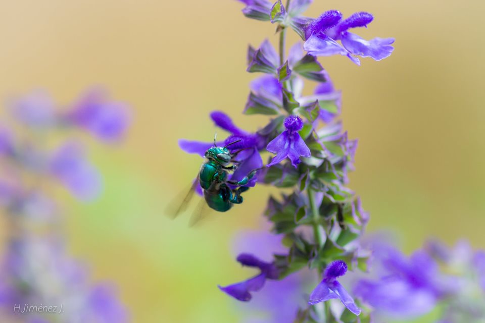 Foto de Alajuela, Costa Rica