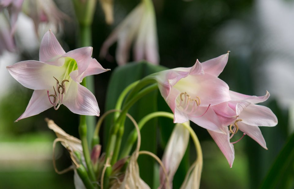 Foto de Alajuela, Costa Rica