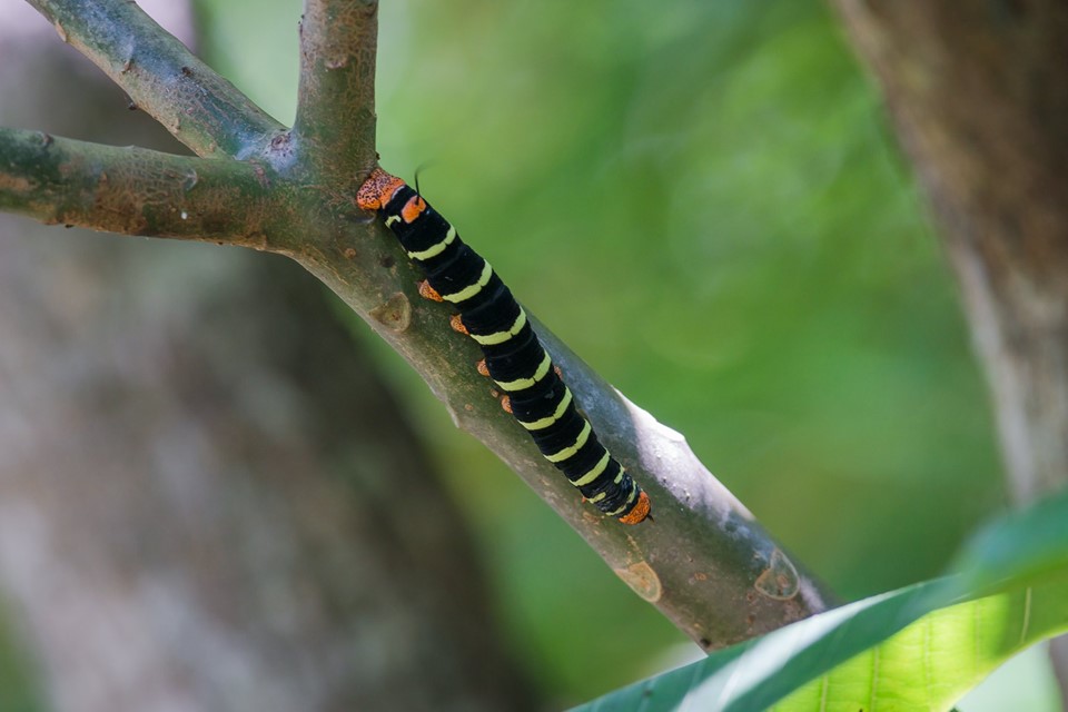 Foto de Alajuela, Costa Rica