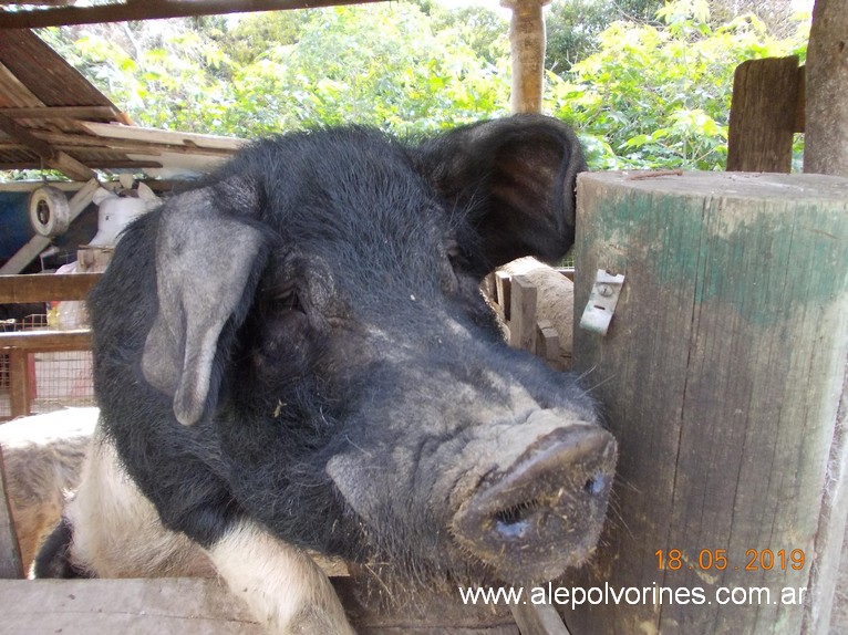 Foto: Granja El Abuelo - Sarandi - Sarandi (Buenos Aires), Argentina