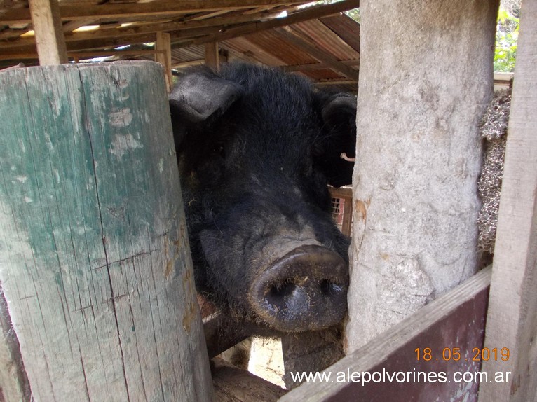 Foto: Granja El Abuelo - Sarandi - Sarandi (Buenos Aires), Argentina