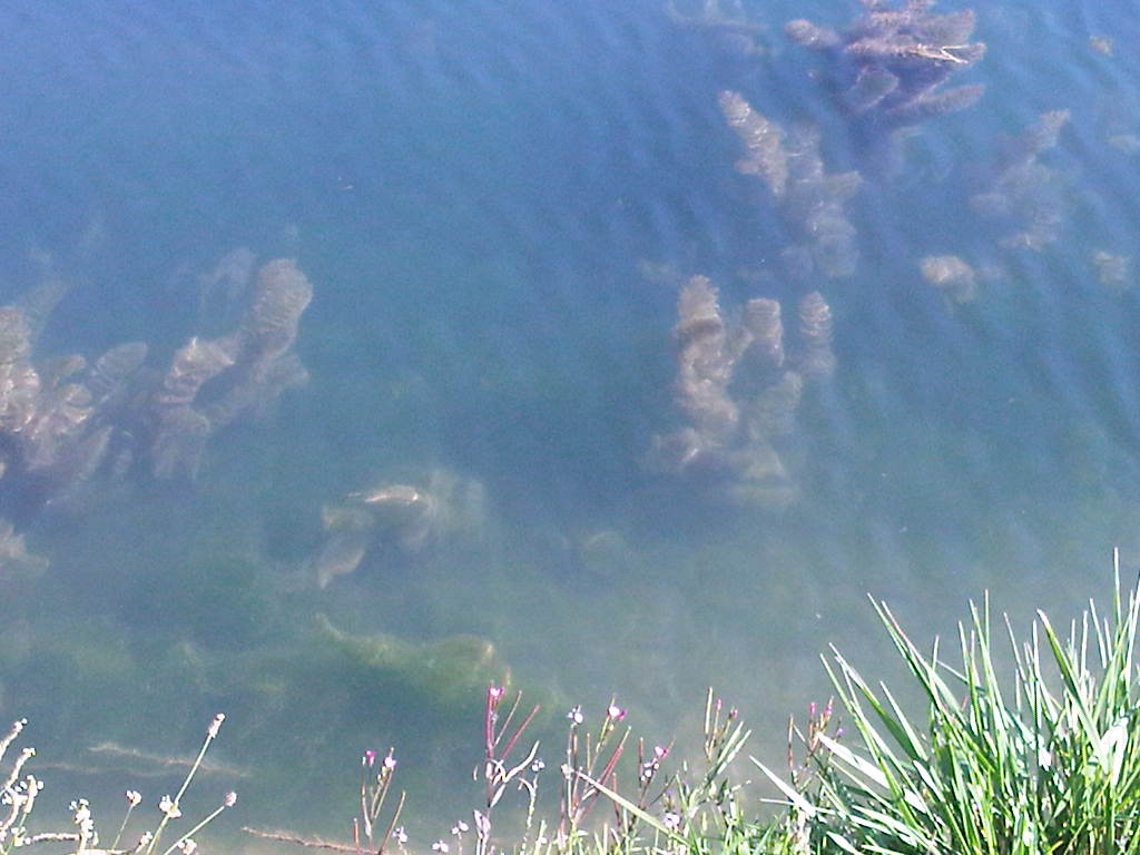 Foto: La Dehesa - Agreda (Soria), España