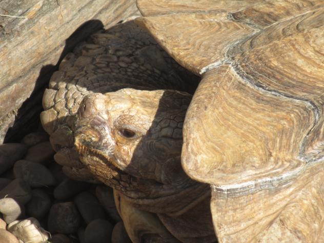 Foto: Primer plano deuna tortuga de tierra gigante - Cabárceno (Cantabria), España