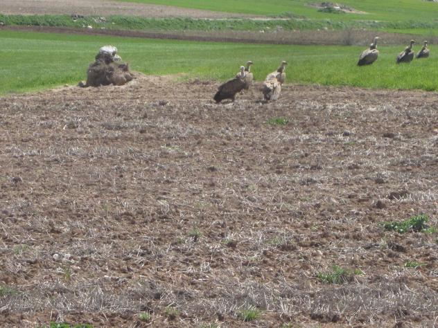 Foto: Buitres junto a la carretera - Mazuecos (Guadalajara), España