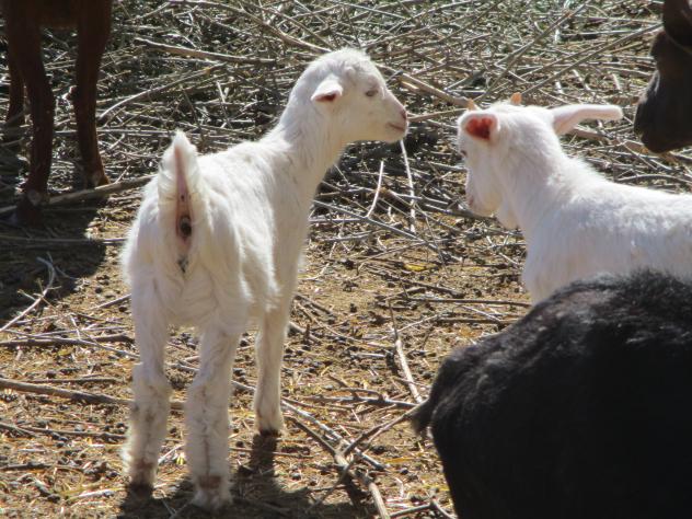 Foto: Las nuevas cabritas del rebaño - Mazuecos (Guadalajara), España