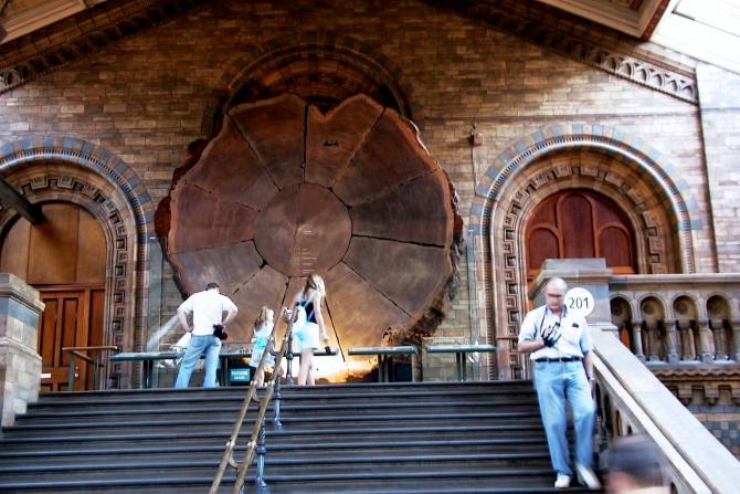 Foto: Tronco de una secuoya de 1300 años de antiguedad - Londres (England), El Reino Unido