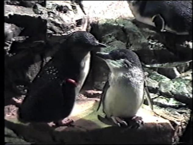 Foto: Pingüinos en el acuario de la ciudad - Boston (Massachusetts), Estados Unidos