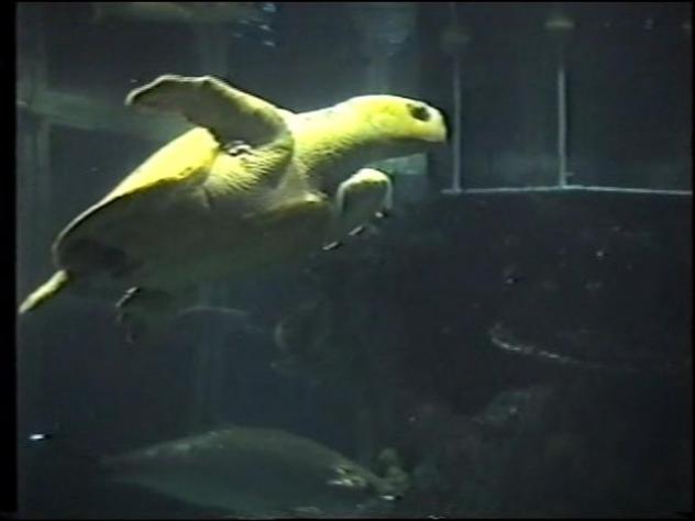 Foto: Cría de totuga marina en el acuario - Boston (Massachusetts), Estados Unidos