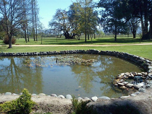 Foto: Finca de las viñas Undurraga - Talagante (Región Metropolitana), Chile