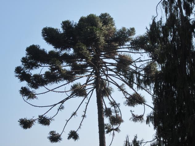 Foto: Una impresionante araucaria - Talagante (Región Metropolitana), Chile