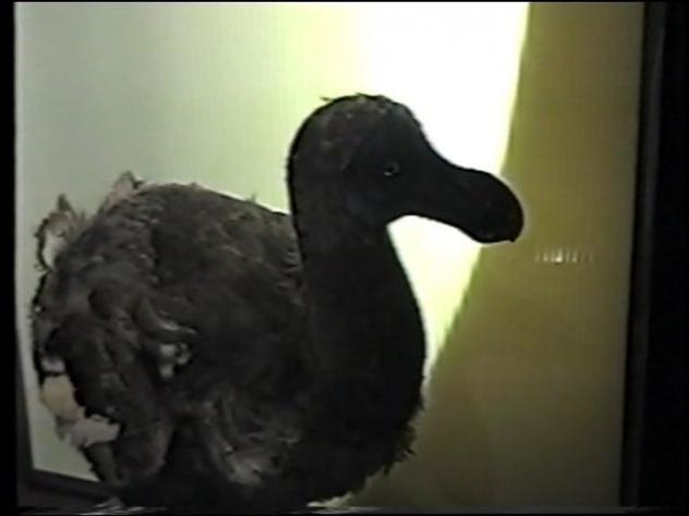 Foto: Pájaro dodo disecado en el Museo de Historia Natural de la Universidad - Harvard (Massachusetts), Estados Unidos