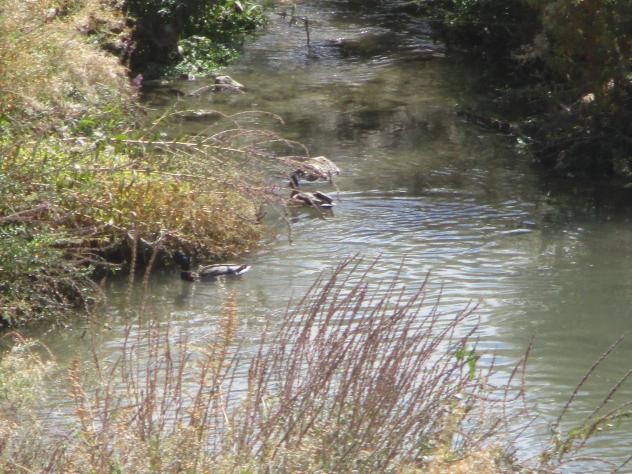 Foto: Las aguas del arroyo - Almoguera (Castilla La Mancha), España