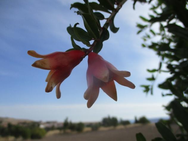 Foto: Flores de un granado - Mazuecos (Castilla La Mancha), España