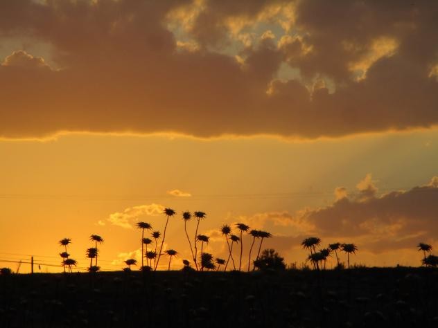 Foto: Atardecer con cardos - Mazuecos (Castilla La Mancha), España