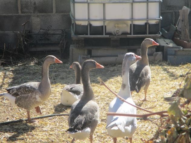 Foto: Grupo de ocas - Mazuecos (Castilla La Mancha), España