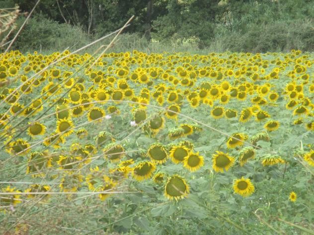 Foto: Un campo de girasoles - Tielmes (Comunidad de Madrid), España