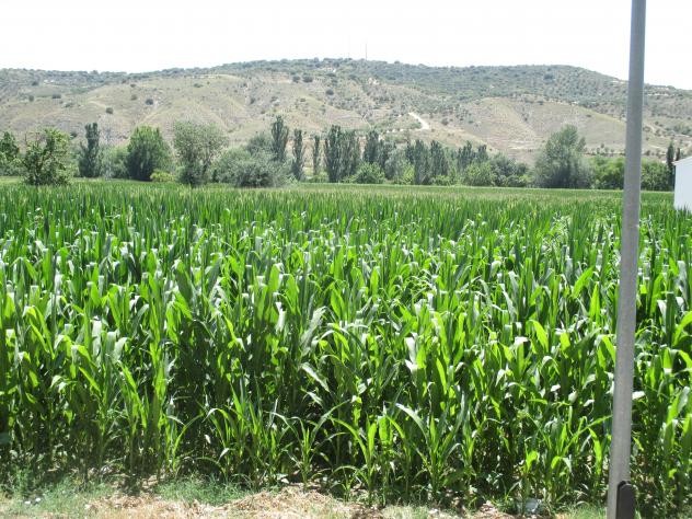 Foto: Campo de maíz - Tielmes (Comunidad de Madrid), España