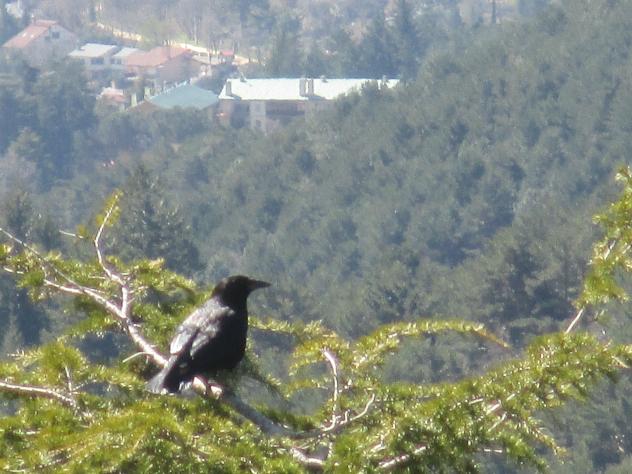 Foto: Cuervo posado sobre un pino - Cercedilla (Madrid), España