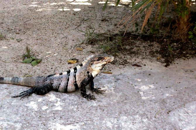 Foto: Iguana paseando por el parque - XCaret (Quintana Roo), México