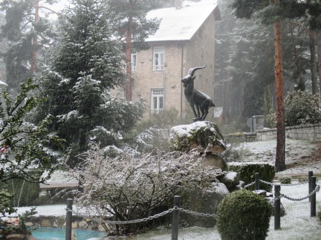 Foto: Escultura de una cabra montés bajo la nieve - Cercedilla (Madrid), España