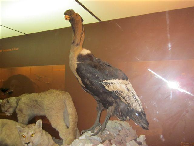 Foto: Cóndor y pumas disecados en el Museo Fonk - Viña del Mar (Valparaíso), Chile