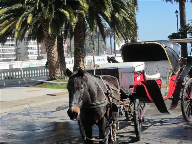 Foto: Victoria un bonito modo de conocer la ciudad - Viña del Mar (Valparaíso), Chile