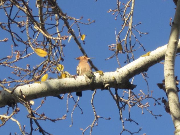 Foto: Abubilla en una rama - Madrid (Comunidad de Madrid), España