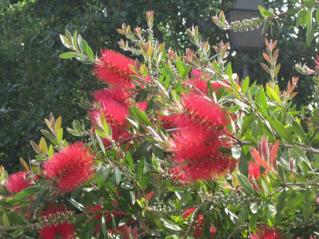 Foto: Bello arbusto llamado limpiatubos llorón - Madrid (Comunidad de Madrid), España