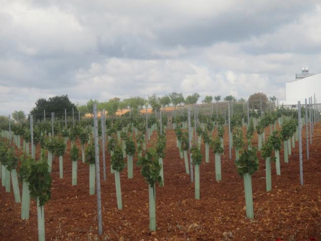 Foto: Hilera de viñas - Móndejar (Guadalajara), España