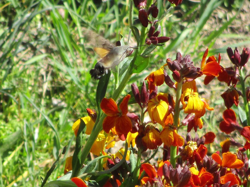 Foto: Una mariposa colibrí libando néctar de las flores - Mazuecos (Guadalajara), España