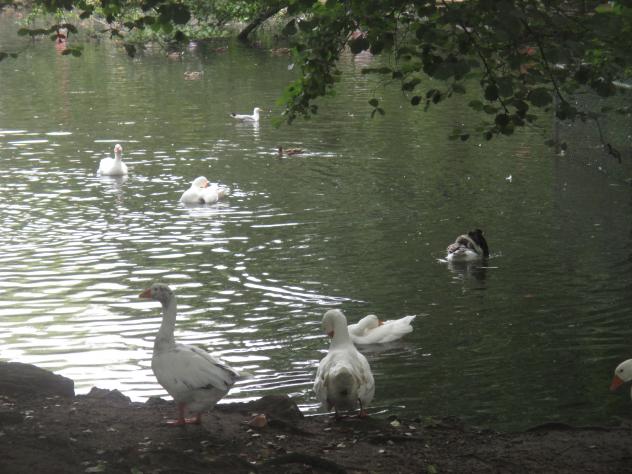 Foto: Patos y gansos en el parque Ferrera - Áviles (Asturias), España