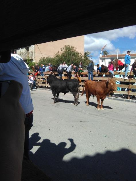 Foto: Dos toros por la calle durante un encierro - Almoguera (Guadalajara), España
